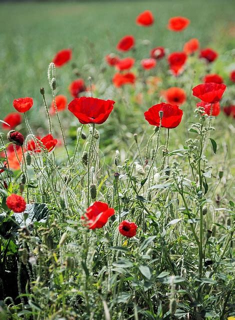 Poppy Papaveraceae Field Free Photo On Pixabay