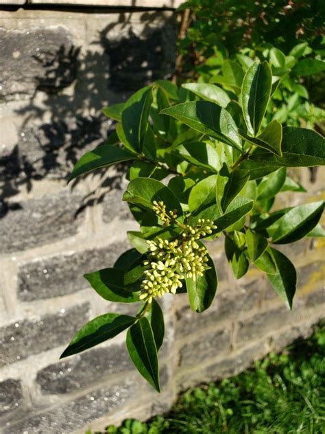 Privet hedge in front of my building