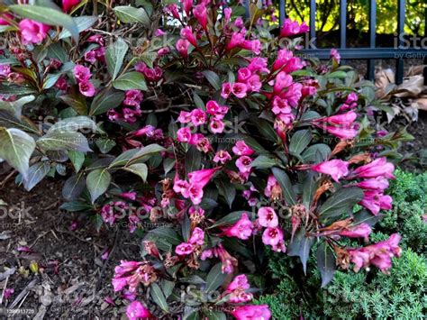 Landscaping With Weigela Shrub In Bloom Stock Photo - Download Image ...