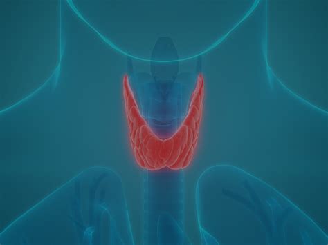 Thyroid Gland Location