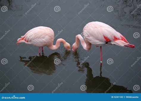 Flamingos Eating In Harmony Stock Photo Image Of Food Couple 5241102