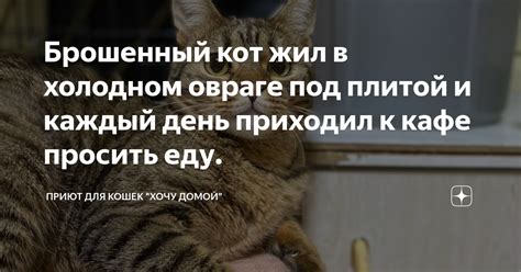Брошенный кот жил в холодном овраге под плитой и каждый день приходил к ...