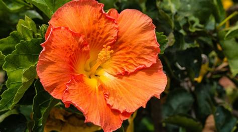 13 Tips For Longer Lasting Hibiscus Blooms