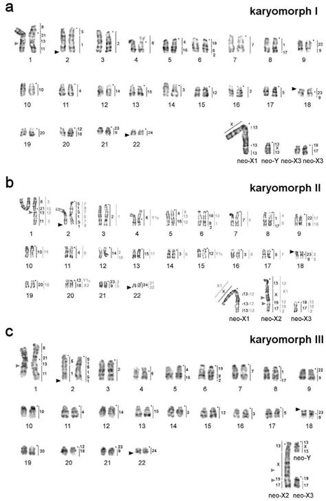 Genes Free Full Text Complex Structure Of Lasiopodomys Mandarinus Vinogradovi Sex