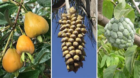 Frutas Brasileiras Nativas Da Caatinga Mais Diferentes E Curiosas