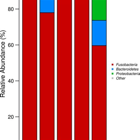 Composition And Relative Abundance Of Dominant Microbes At The Phylum