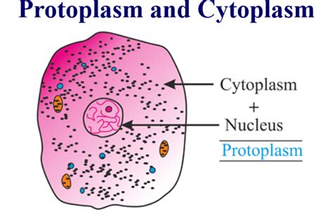 Difference Between Cytoplasm And Protoplasm Javatpoint