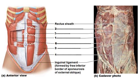 Abdomen Muscles Diagram Quizlet