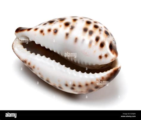 Shell Of Cypraea Tigris Isolated On White Background Close Up View