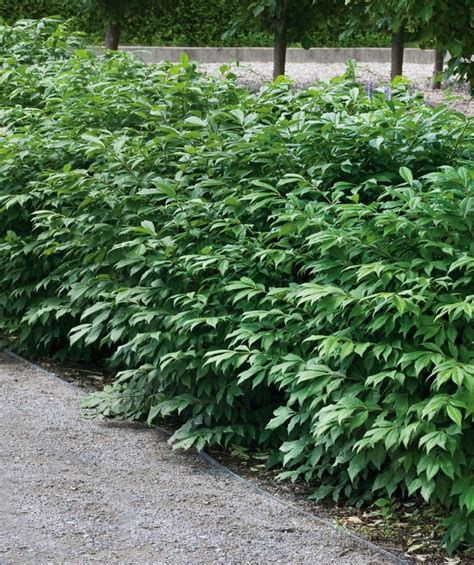 Dwarf Burning Bush Bower And Branch