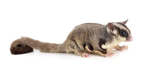 Sugar Gliders vs Flying Squirrels: Both Cute But Extremely Different!