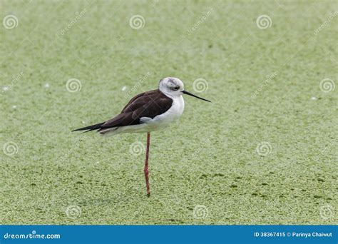 Bittern stock image. Image of green, black, portrait - 38367415