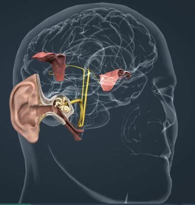 Anatomia Dell Orecchio Invisiben