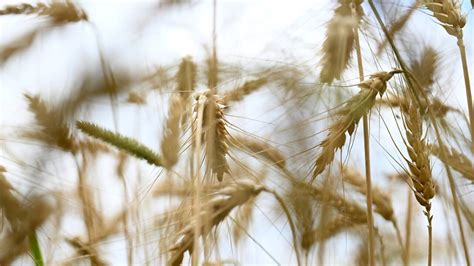 Landwirtschaftliche Einkommen Sanken Deutlich The Local Germany