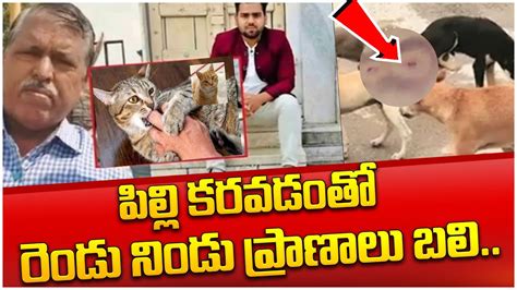 పెంపుడు పిల్లి కరవడంతో రెండు నిండు ప్రాణాలు బలి Latest News