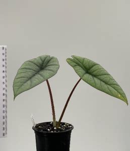 Alocasia Bisma 9cm Plantae Orchids And Rare Plants