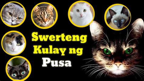 Swerteng Kulay Ng Pusa Kahulugan Ng Mga Kulay Ng Pusa YouTube