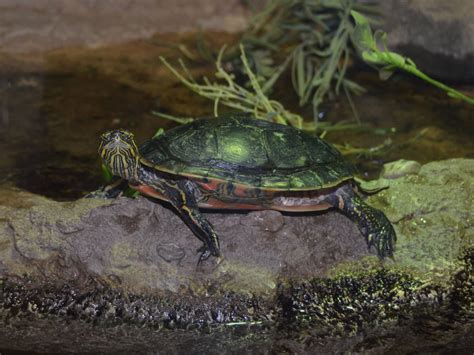 The Online Zoo - Painted Turtle