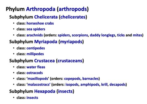 Lecture 12 Arthropods Flashcards Quizlet