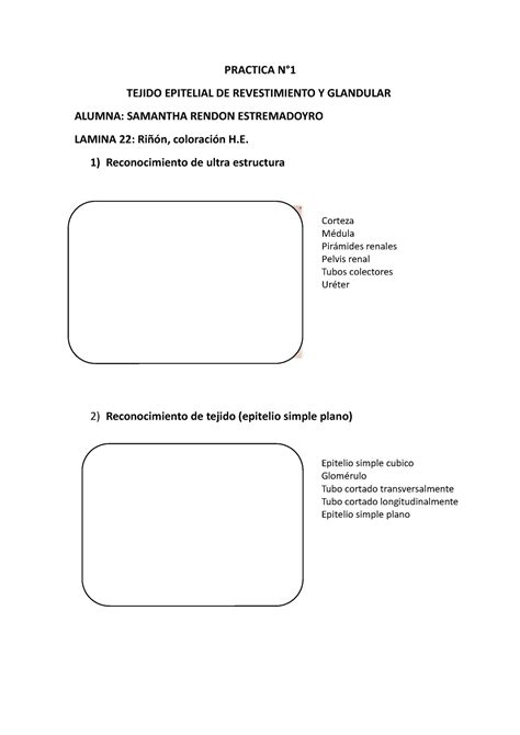 Formato Practica 1 Practica N° Tejido Epitelial De Revestimiento Y Glandular Alumna Samantha