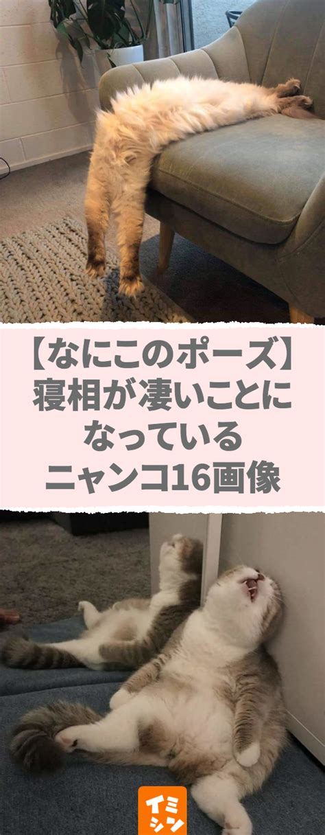 【なにこのポーズ】寝相が凄いことになっているニャンコ16画像 Via Imishinjp 猫 寝相 子猫 面白いペット