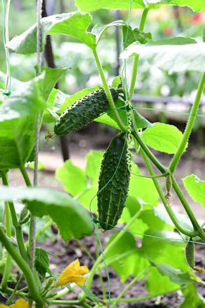 Premium Photo | Cucumbers in the garden growing in the garden