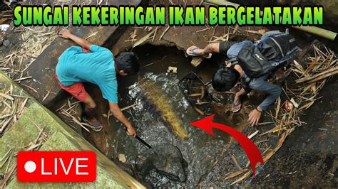 Rezeki Nomplok Menemukan Sarang Ikan Di Sungai Yang Kekeringan