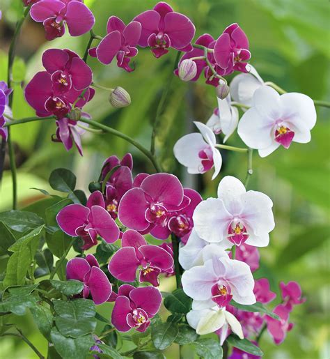 Orchidées Des Phalaenopsis Vraiment étonnantes