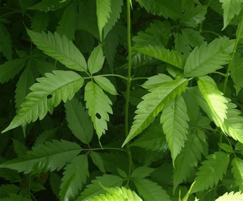 Vitex Leaf