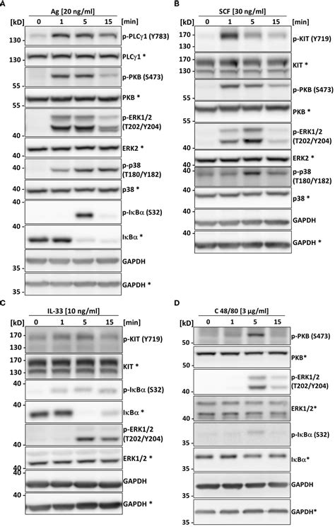 Frontiers Transformation Of Primary Murine Peritoneal Mast Cells By