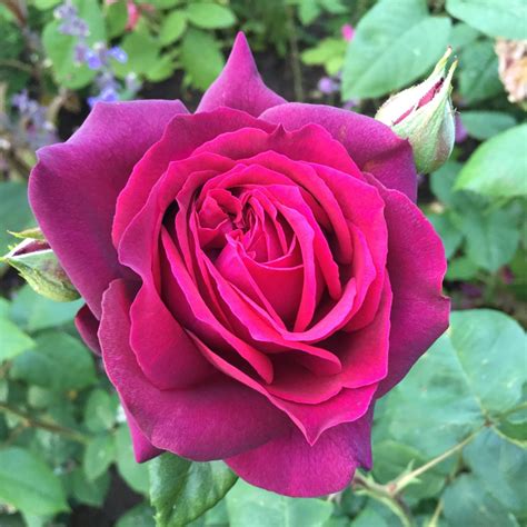 Rosa Dark Desire Hybrid Tea Rose Dark Desire In Gardentags Plant