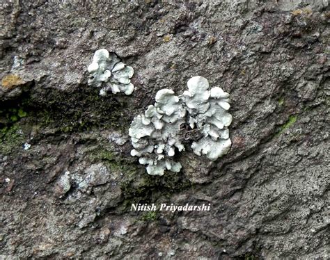 Environment And Geology Lichens As Indicators Of Less Air Pollution In