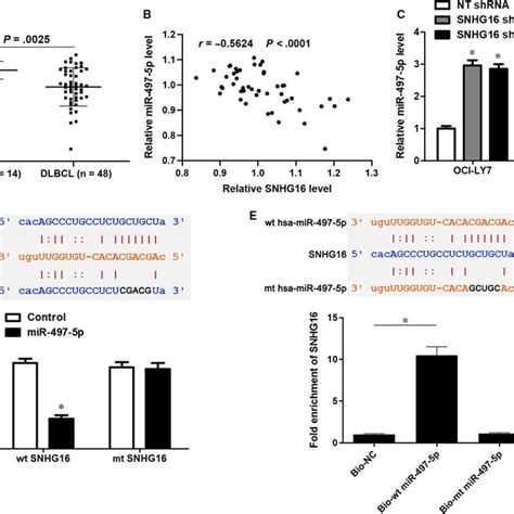 Snhg Functions As A Cerna By Sponging Mir P A The Relative