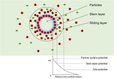 Liposome Zeta Potential Measurement - Lifeasible