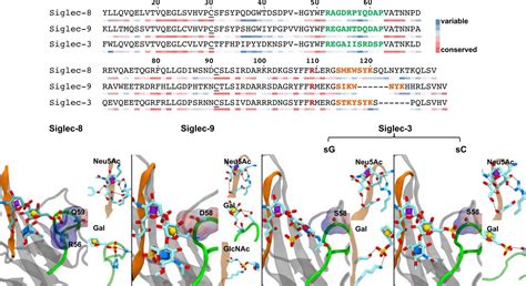 Sequence Variety In The Cc Loop Of Siglec Determines The