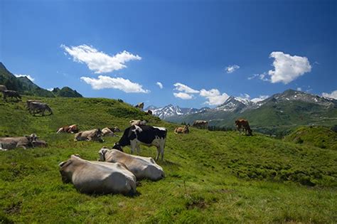 Giornata Con Lalpigiano Alla Scoperta Dei Segreti Del Formaggio Dalpe