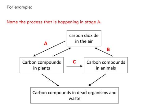 The Carbon Cycle Gcse Biology Aqa Teaching Resources