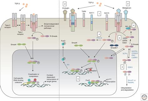 TGF β Family Signaling in the Control of Cell Proliferation and Survival