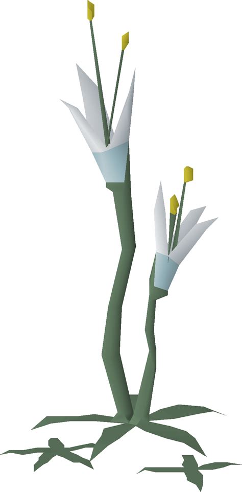 Fileflower Desert 1png Osrs Wiki