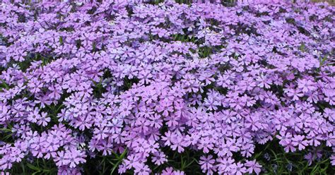 Carpet phlox, cushion phlox - myGarden.com