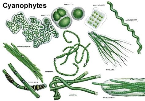 an image of cyanopytes and their functions