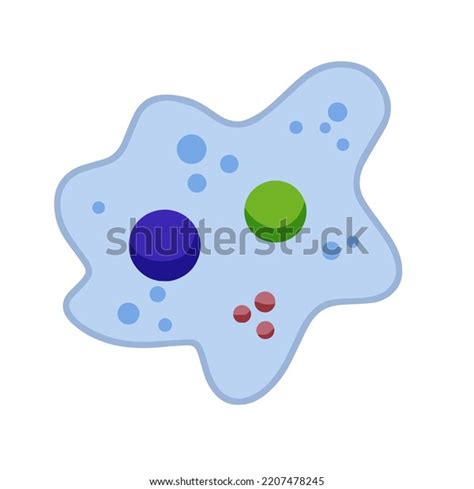 Amoeba Cell Small Unicellular Animal Virus Stock Vector Royalty Free