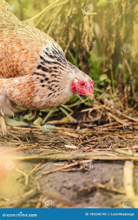 Chicken In A Natural Environment Free Range Chicken Stock Image