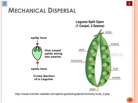 Biology M4 Fruit And Seed Dispersal