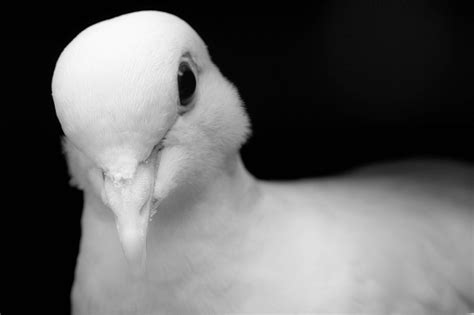 White Dove Stock Photo Download Image Now Black And White Dove