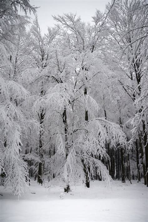 Winter Forest Wonderland Black White Stock Image - Image of dramatisch ...