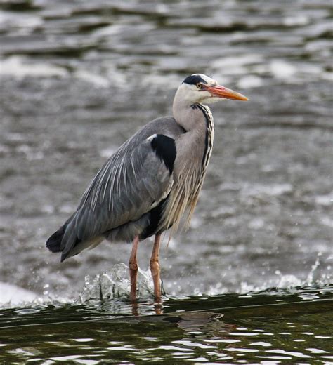 Grey Heron River Dee Chester Alan Ward Wirral Flickr