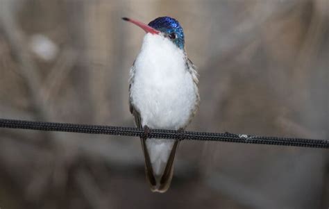 The Violet-crowned Hummingbird