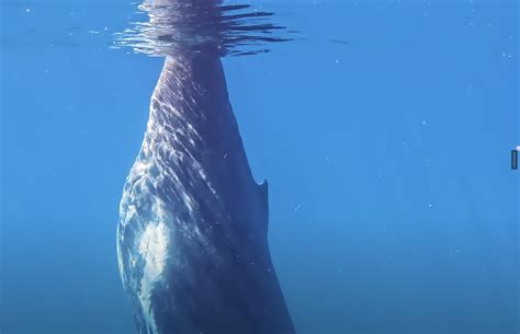 Un Kayakiste Rencontre Une Baleine En Position De Tail Sailing