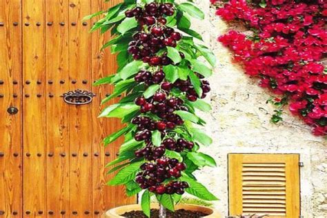 Саджанці Хелена - Садовий центр "Деметра"